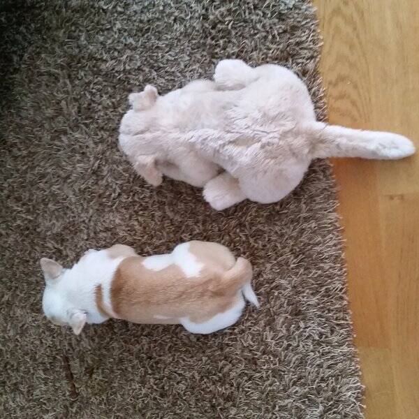 Hund