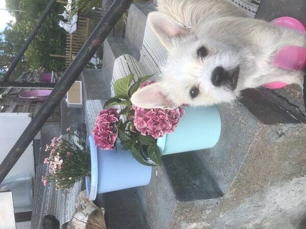 Hund