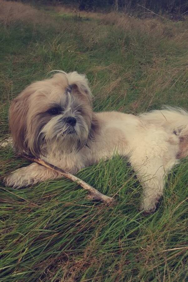 Hund Hund