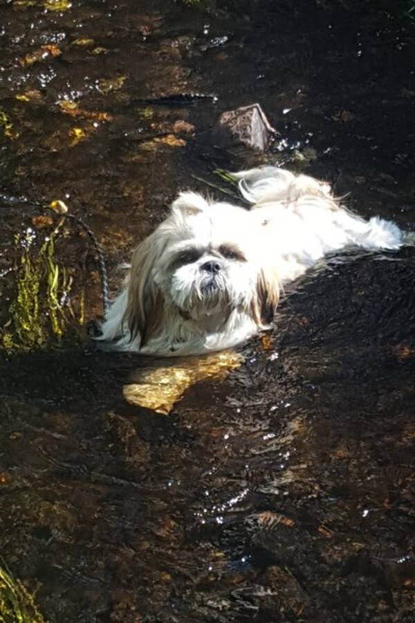 Hund Hund