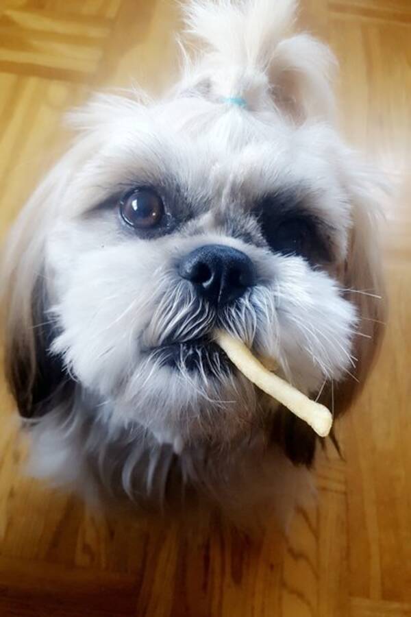 Hund Hund