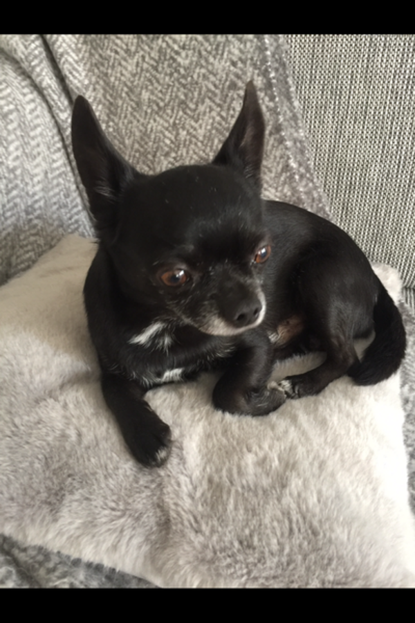 Hund