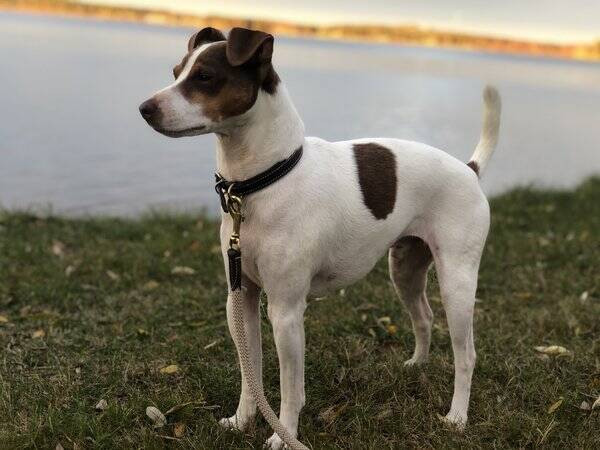 Hund