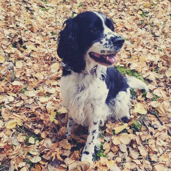 Hund