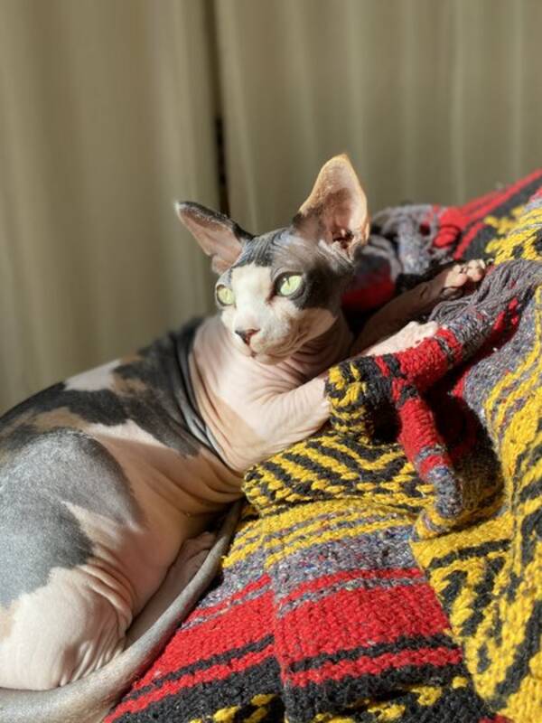 Katt - Sphynx Hini