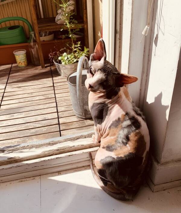 Katt - Sphynx Hini