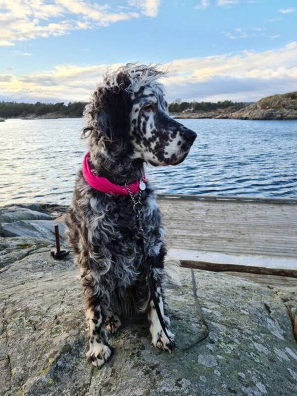 Hund