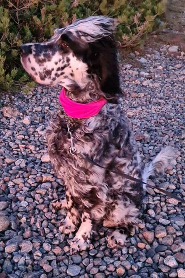 Hund