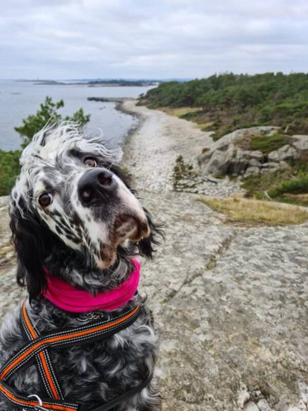 Hund