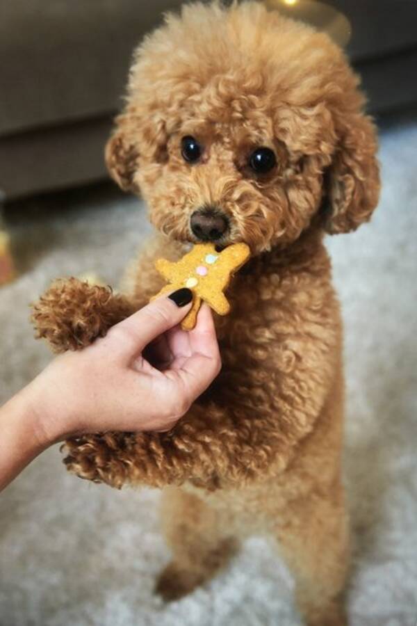 Hund