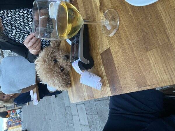 Hund