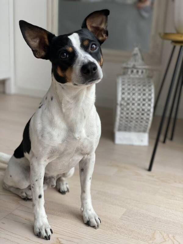 Hund