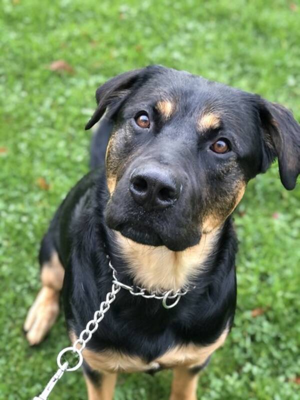 Hund