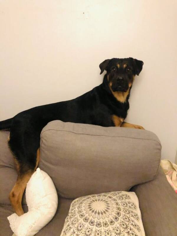 Hund