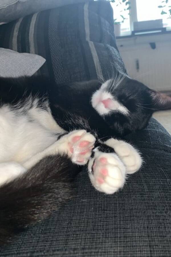 Katt