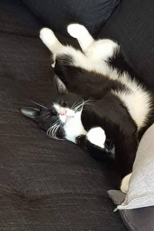 Katt