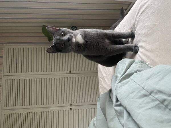 Katt