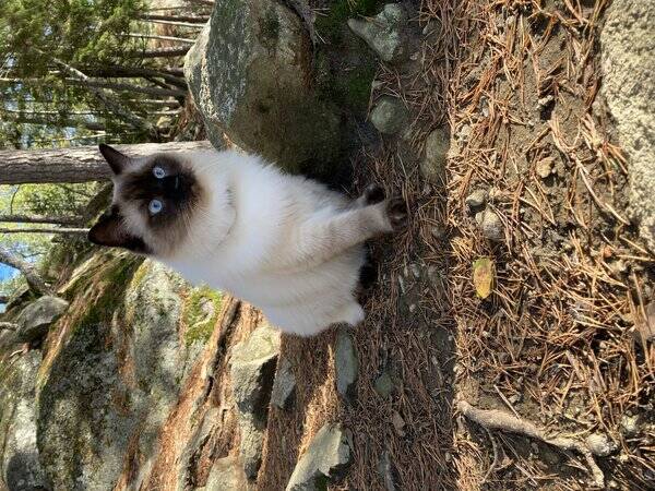 Hund - Ragdoll Frasse