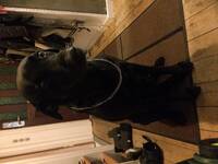 Hund Hund