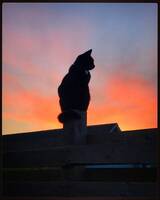 Kat Kat