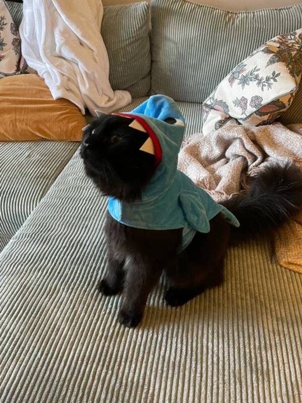 Katt