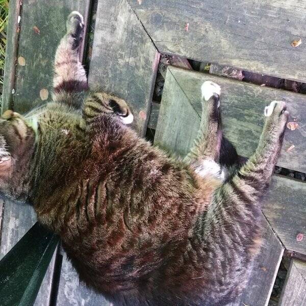Katt