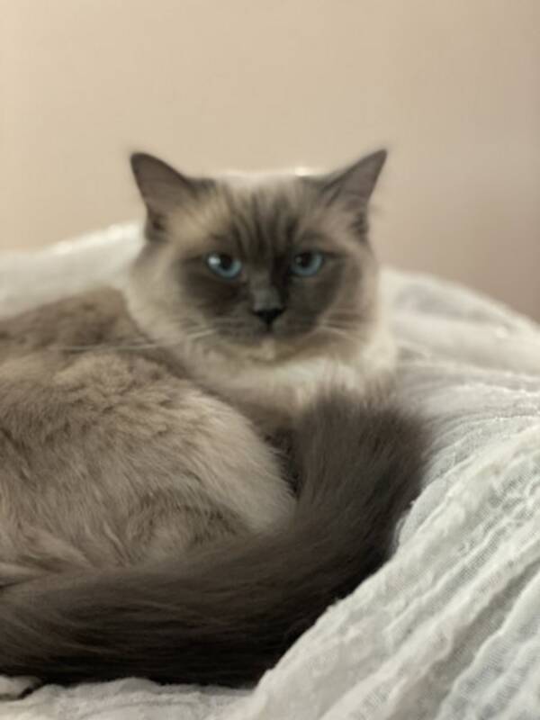 Katt