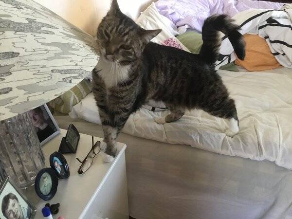 Katt