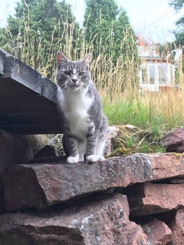 Katt