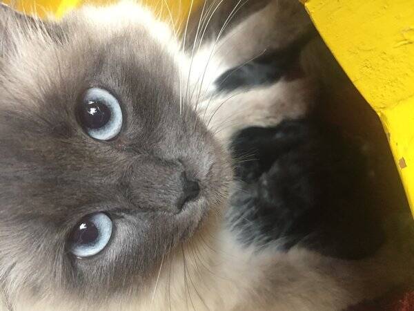 Katt