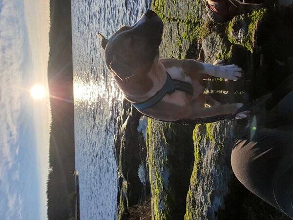 Hund