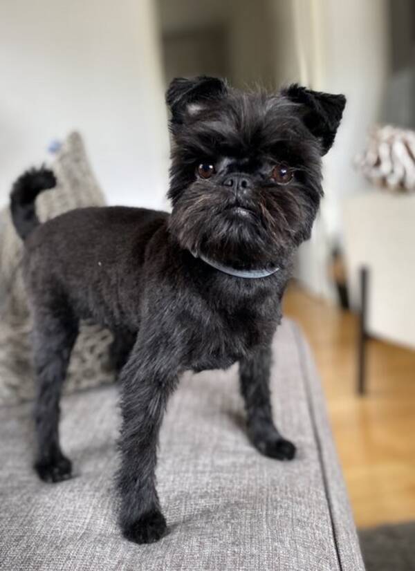 Hund Hund