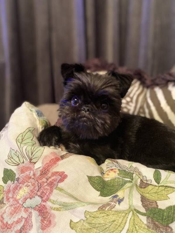 Hund Hund