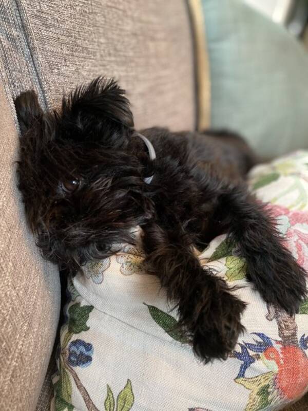 Hund Hund