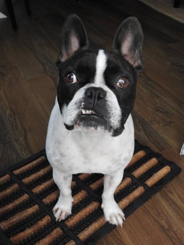 Hund - Fransk bulldog Winston 