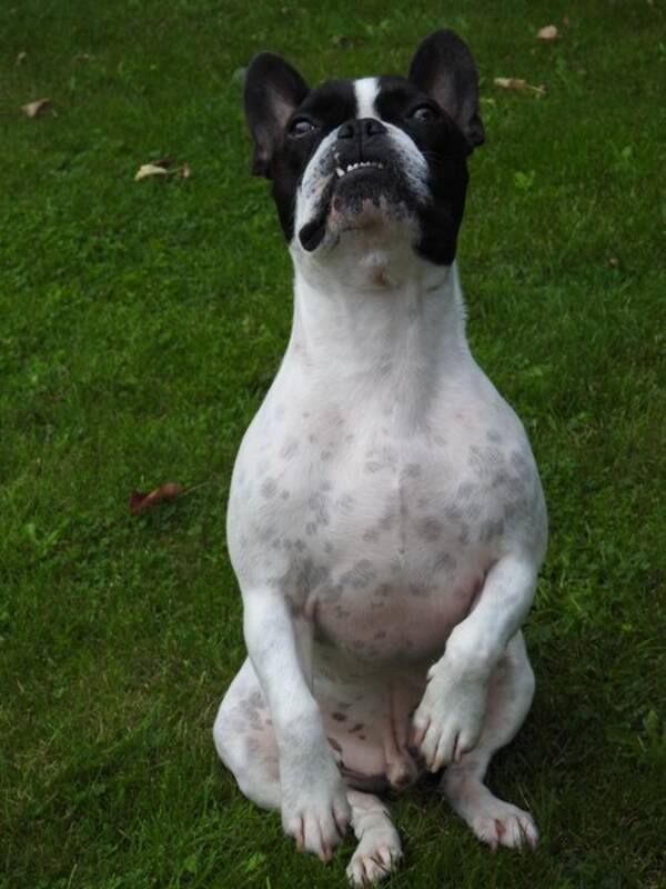 Hund - Fransk bulldog Winston 