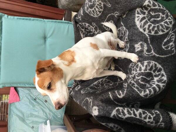 Hund