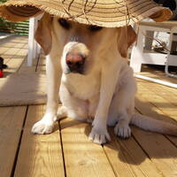 Greken Roxy Greken Roxy