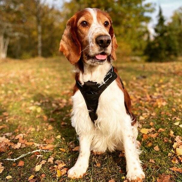 Hund