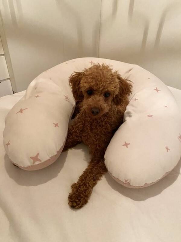 Hund