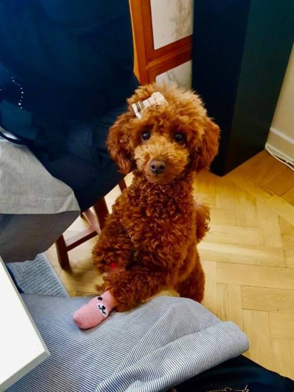 Hund