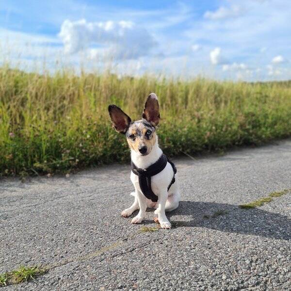 Hund