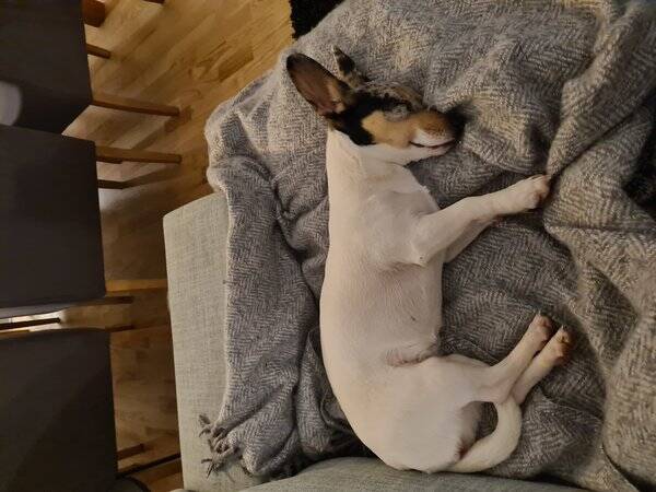 Hund