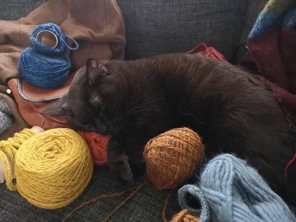 Katt