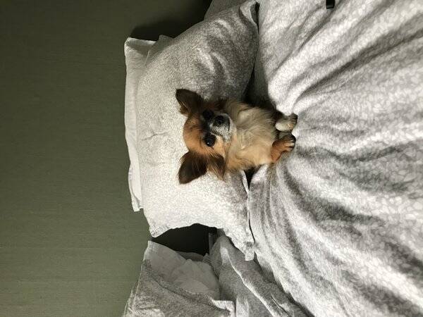 Hund