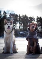 Malamut Timmie Malamut Timmie