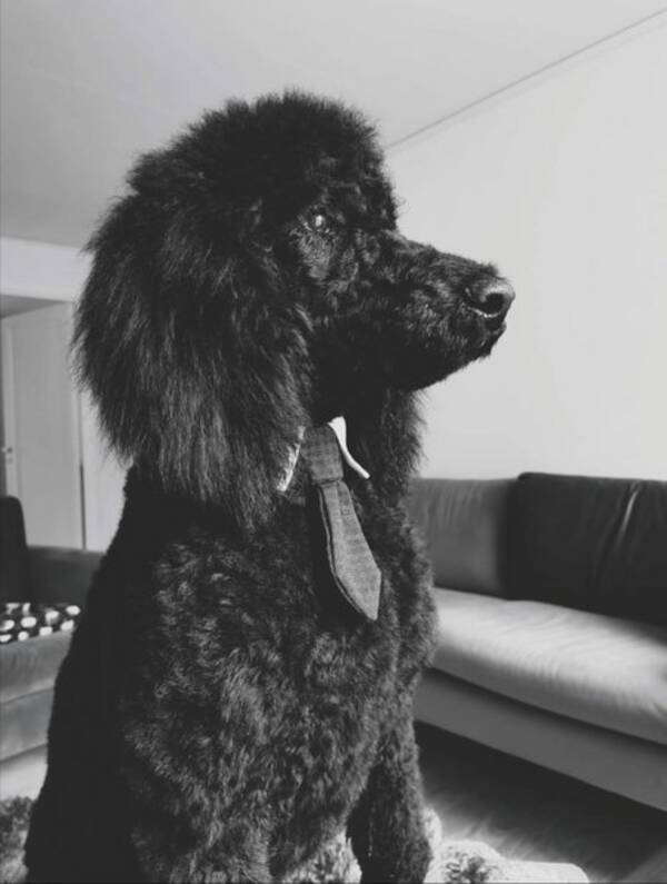 Hund