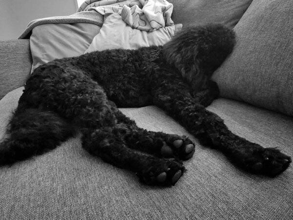 Hund