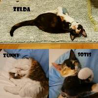 Katterna Zunny, Sotis och Zelda