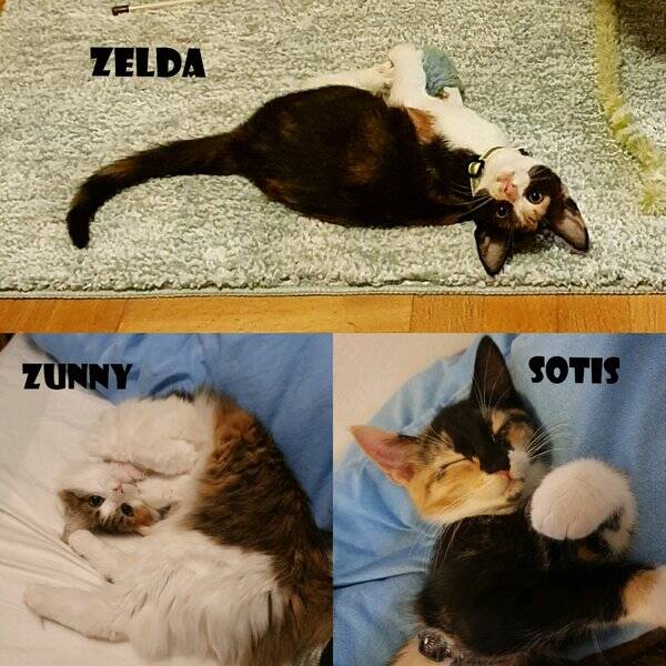 Katt - Katterna Zunny, Sotis och Zelda